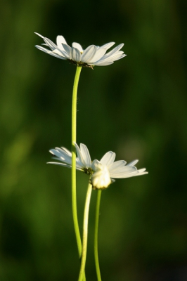 Een groepje wilde Margrieten in de omgeving van het z.g. Sultansmeer in Ruinerwold. Opname van opzij genomen......