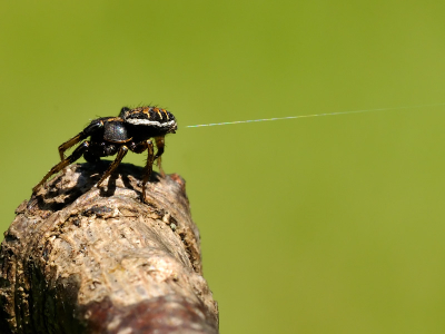dit 3/4 cm spinnetje zat op het eind van een tak, zo'n 15 cm boven de grond. Hij zette zich schrap en vuurde een draad met hoge snel af. Vond het wel mooi dat die draad er opstaat.
Is het een gewone krabspin? k kan niet achterhalen of krabspinnen draden afvuren... Merci!
