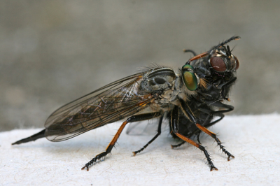 Deze eikenroofvlieg zat met haar prooi, die ze uit een spinnenweb gehaald had, in de vensterbank. Ik heb haar voorzichtig naar buiten getransporteerd en tot mijn verbazing bleef ze rustig zitten en kon ik een aantal foto's maken. Je ziet nog wat witte draadjes van het spinnenweb op het oog van de prooi.