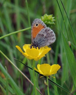 De  foto is gemaakt op een open veld.Er cirkelde ook een blauw (mannetje?)rond.Het is een natuurgebied met hoogveen.