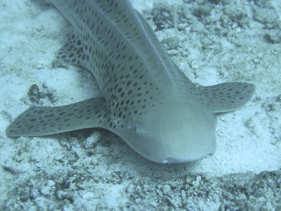 Tijdens een van de duiken in het naburige atol zagen we deze haai meteen tijdens de afdaling al op de bodem liggen. Mocht de duiklamp en flits niet gebruiken bij het fotograferen van de haaien omdat dit ze afschrikt. Camera stond wel ingesteld op gebruik met lamp, vandaar andere kleurstelling. Opname op een diepte van 28 meter. Haai was 1,5~2meter lang.

Net nadat ik de 1e 2 plaatjes van deze haai had genomen kwam er een andere duiker die 1 foto nam met een flitser en de haai schoot er als een raket vandoor, dus geen verdere detailopnames voor mij (en de andere duikers) mogelijk.