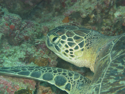 Duikstek Caves aan de achterkant van ons eiland was er een met zoasl de naam al doet vermoeden vele inhammetjes en kleine grot-achtige schuilplekken, bleek een ideale schildpad leefomgeving. Schildpadden in 3 soorten en alle maten komen hier voor. Tijdens deze duik zagen we er meer dan 10. Exemplaar op de foto was een grote met een schild van meter. Foto op diepte van 16meter.