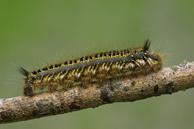 Deze harige joekel kwamen we tegen bij het zoeken naar vlinders.