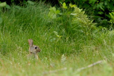 waakzaam kijkt dit jonge konijn boven het gras uit.