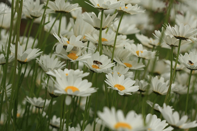 Op een niet gecultiveerd veldje bloeiden deze wilde  Margrieten in het mooie Drenthe,,, en dit er van gemaakt..........