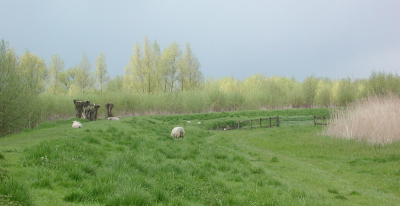 Begon al wat donkerder te worden ivm met de eerste buien,al had het zonnetje nog wel kans om de hoogste wilgen uit te lichten