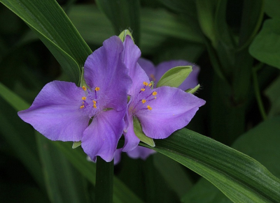 Een van de vele die ik geschoten heb....  deze bloem bloeit zowat het hele seizoen door ,een plant die je hier vaak in het wild ziet.