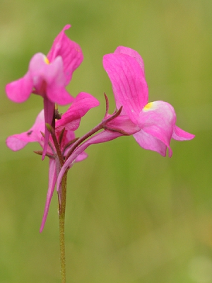 Vanavond even lekker naar de rand van Hoofddorp op zoek geweest om wat veldbloemen te fotograferen.
Midden tussen het hoge gras en distels kwam ik dit bloempje tegen.