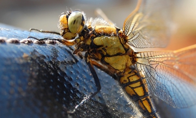 Na een gewone fietsdag mijn fiets in de tuin hebben gezet, zat er ineens op mijn fietstas een libel!!! Ik ging zo snel mogelijk mijn camera halen, en ik was op tijd.