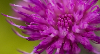 Na lange tijd weer eens op pad gegaan met de macrolens. vond de kleuren wel mooi zo, helaas wel met groen dus niet geschikt voor de seizoensopdracht.