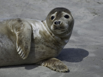 Met de boot naar het zeehonden reservaat gevaren. Er lagen er genoeg, ook veel zwangere vrouwtjes waar we natuurlijk niet naar toe zijn gevaren om ze niet te verstoren.