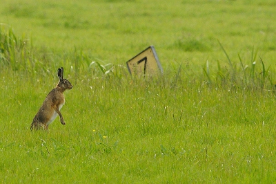 Voordat hij de greppel over springt, wil hij toch ff kijken of dat allemaal wel gaat. Vanaf de weg,camera steunend op hek.