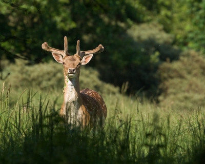 Ik schuifelde op mijn knieen door het bos, om dit hert dat op een open plek aan het grazen te fotograferen.