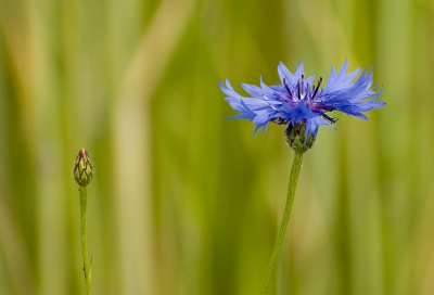 Deze Korenbloem deed zijn naam eer aan, stond mooi half tussen het koren.