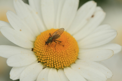 Een groepje wilde margrieten met hier en daar  insecten,,,,,,, de wind was af en toe de spelbreker.