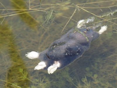 Zo te zien is dit al voor de 13e gebeurt maar wel een pechgeval.
Wat een pech kan je hebben om in een polder te wonen en de dijk breekt door, als gevolg van graafwerkzaamheden.
Of is het gewoon anders gegaan, dan is dit gewoon een "leuk" verhaaltje........