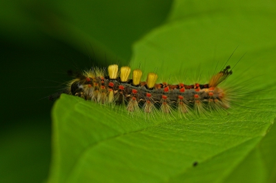 Deze rups zat lekker te peuzelen op het blad van een kornoelje een wonderlijke rups met zijn vier haarborstels.