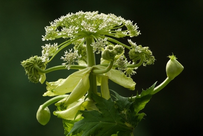 De plant staat aan de oever van de Haagse Beek [ het beheer heeft denk ik bewust een paar exemplaren laten staan]. Foto genomen vanaf het pad, uit de hand met de Sony 70-400 mm G. Onderwerp bewust gecentreerd om de fraaie in balans zijnde knoppen helemaal in beeld te krijgen.