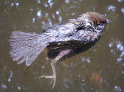 deze ringmus kwam helaas in het hondebad terecht en verdronk,jammer dat ik het niet op tijd gezien had,het zijn onze gezelligste vriendjes op het dak.(en waarschijnlijk hoort ie bij BP thuis,maar dat lukte vandaag even niet)