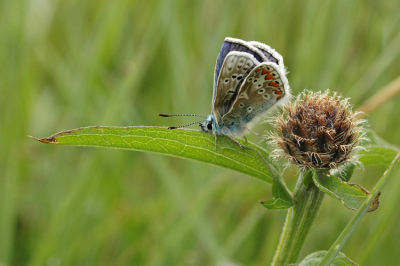 Dit is een van m'n eerste foto's die ik van een vlinder maakte. Ik zat op de grond met de camera van m'n vader en de vlinder bleef rustig zitten. Ik heb drie foto's kunnen maken en dit is de mooiste.