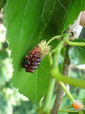kinderen als "jantjes"klimmen hier graag in de bomen om ze te bemachtigen.Ze rijpen ongelijk,wat de verspreidingskans van de soort verhoogt.