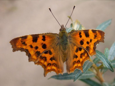 Dat weekend was een familie weekend maar kon het toch niet laten om te fotograferen.
Het leverde me een aantal nieuwe (Jaar)Soorten op: Icarus Blauwtje, Oranje Zandoogje, Landkaartje en Koevinkje.
Deze Aurelia ging er is lekker voor zitten.
Foto is alleen gecropt, en verder onbewerkt.

Kodak EasyShare Ls 443