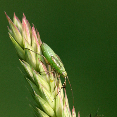 Behorend bij http://www.nederpix.nl/album_page.php?pic_id=86008&recent=1