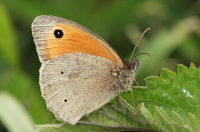 Dit Bruin Zandoogje (Lijkt wel de naam van een gebakje) Trof ik aan bij het Schildmeer alwaar ik 
deze foto kon maken.