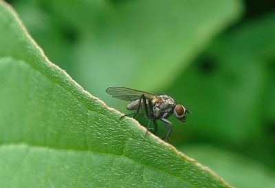 Een doodgewone vlieg die een poosje stilzat voor mijn lens ,gelijk op de foto dan maar.