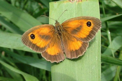 Vorig jaar begonnen met vlinders fotograven.
Dit oranjezandoog mannetje is een van favorieten.