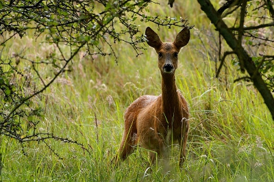 Dit weer heeft zo zijn voordelen, bewolking en buitjes schrikken het grote publiek af, zodat de dieren des velds en de fotograaf het rijk alleen hebben. Midden op de dag staan de reeen, vrij te grazen en met enige omzichtigheid zijn ze mooi vast te leggen. Vlak na een bui kreeg , na enig sluipwerk en geduld, dit doorkijkje naar de reegeit.