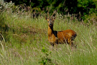 Dit weer heeft zo zijn voordelen, bewolking en buitjes schrikken het grote publiek af, zodat de dieren des velds en de fotograaf het rijk alleen hebben. Midden op de dag staan de reeen, vrij te grazen en met enige omzichtigheid zijn ze mooi vast te leggen. Na de bui volgden felle opklaringen en dito zonlicht. Plots stond ik oog in oog met deze fiere reebok, klaar voor de reeenbronst!