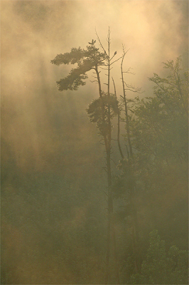 Eigenlijk was ik hier op een regachtige avond de Oehoe aan het fotograferen. Toen de regen ophield en de zon doorbrak trokken de regenwolken langs het bos onder me. Het geheel doet meer denken aan een tropisch regenwoud dan aan een bos in Duitsland.