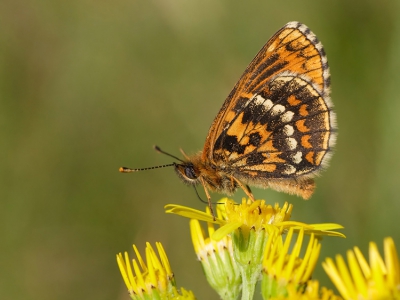 Tijdens het bekijken en fotograferen van de Bosparelmoervlinders op de Veluwe viel ons oog op een erg donker exemplaar. Patroon en tekening van de ondervleugels was gelijk aan die van een 'normale' Bosparelmoer, maar de invulling van de kleuren opvallend anders. Om het verschil te illustreren een onderaanzicht van beide. Is er iemand die meer weet te vertellen over dit fenomeen? Ik begreep dat donkere exemplaren wel meer worden gezien.