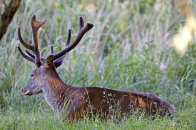 Deze gigant lag op zijn gemak heerlijk in het gras te genieten van het zonnetje.  

Groet, Taco