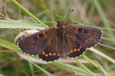 Op verzoek ook nog een plaatje van de bovenzijde. Nu even niet lurkend aan de bloem, maar rustend in het gras.