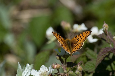 Na verschillende keren op zoek te zijn geweest, zag ik de duinparelmoervlinder gisteren. Het waaide wel flink maar heb hem toch kunnen fotograferen.