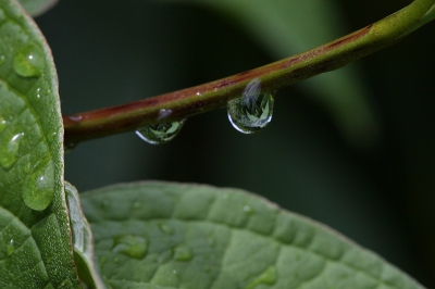 Tussen de vele korte regenbuitjes deze opname van een regendruppel,,,,,,,,, aan takje van de kornoeljeplant.