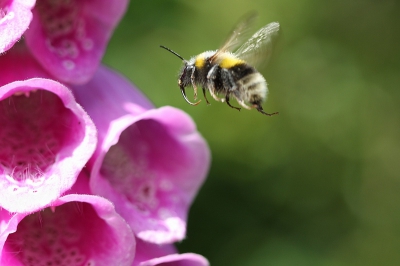 In volle vaart naar de Digitalis,,,, ik weet ,,,,het is niet scherp allemaal ,,,maar de Hommel heeft de vaart er in,, en dat zie je.