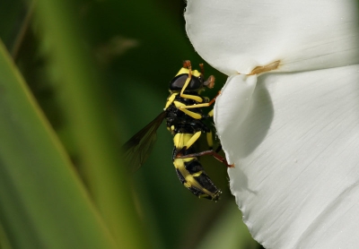 Ik zag dit mooie insectje in de kelk van de haagwinde, hij viel op door z'n prachtige heldere en scherp afgetekende strepen.