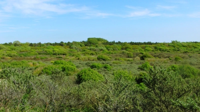 Dit duingebied is een prima plek voor een mooie wandeling. Het is er rustig en je ziet vele verschillende kleuren groen.