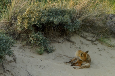 De vossenburcht die ik vorige maand ontdekte heb ik niet meer bezocht, vooral ook om verstoring te voorkomen. Gisteravond zijn we eens terug geweest in het duingebied rond de burcht. Alle drie de -grote- welpen zwierven nog in de buurt rond. Dit is "zwartpunt"die toilet maakt