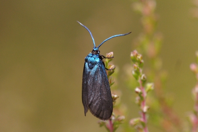 Tijdens het zoeken naar libellen dit vlindertje tegengekomen. Omdat hij eventjes bleef zitten en ik zo eentje nog nooit heb gezien een paar foto's van gemaakt. Pas thuis kwam ik er achter dat het een niet zo veel voorkomende soort is. Daarom verschillende boeken bekeken en veel foto's op internet om te vergelijken maar volgens mij is de determinatie goed.