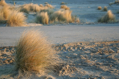 Nu eerst eens iets binnenlands. De Maasvlakte is mijn favoriete Hollandse woestijn, waar je nauwelijks gestoord wordt door  twee-halen een-betalen wandelaars, met hun 'kids'Sterre, Murk en Xeno...
Ik vind het juist wel een 'natuurlijk'landschap omdat het laat zien hoe natuur woekert, overal waar de menselijke soort even opzij kijkt. Bij namiddaglicht op een winderige bevroren dag genomen en de koude kleuren bevielen me, al valt op de rest nog wel wat aan te merken