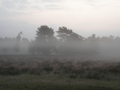 5:40 's morgens, na een aardig fietstochtje (ik kwam niemand tegen) in de hoop een mooie mistige zonsopkomst te fotograferen, bleek al gauw dat de mist daarvoor te lang bleef hangen..... Wel geprobeerd een paar mooie mistfoto's te maken, waarbij deze mij qua compositie het meest bevalt