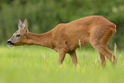 Gemaakt vanuit aanzit met Canon 40d + EF 300mm F4.0 L vanaf eenpootstatief.