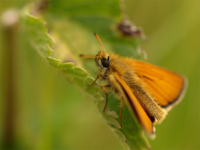 De vlinders en motjes fladderen rond mijn hoofd en mijn benen terwijl ik me een weg probeer te banen door de duinen. Zittend op een plantje in de warmte bleef deze rustig zitten.