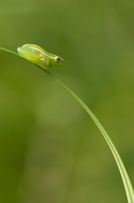 Dit kikkertje, niet groter dan 1cm, vond ik per toeval tijdens het zoeken naar libellen. Z.Afrikaanse naam van dit kikkertje is: Langsnoetrietpaddetjie...