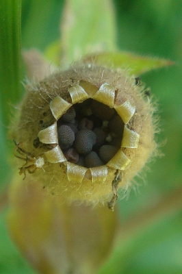 Zaaddoosje  van de bloem ,,wat zitten ze toch mooi opgeborgen,,,,, moeilijk scherp te krijgen, toch maar geprobeerd!!!