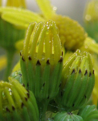 het beloofd een mooie dag te worden, voorlopig mist het alleen maar. De meeste bloemen zijn nog dicht en zitten vol dauw/mist druppels